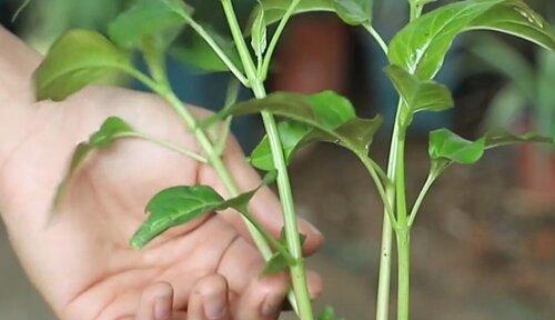 茉莉花的养殖与修剪方法（打造芬芳馥郁的茉莉花园，掌握养护技巧不再难）