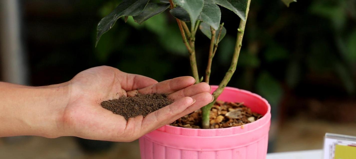 茶花的养殖方法：打造精致花园的秘诀