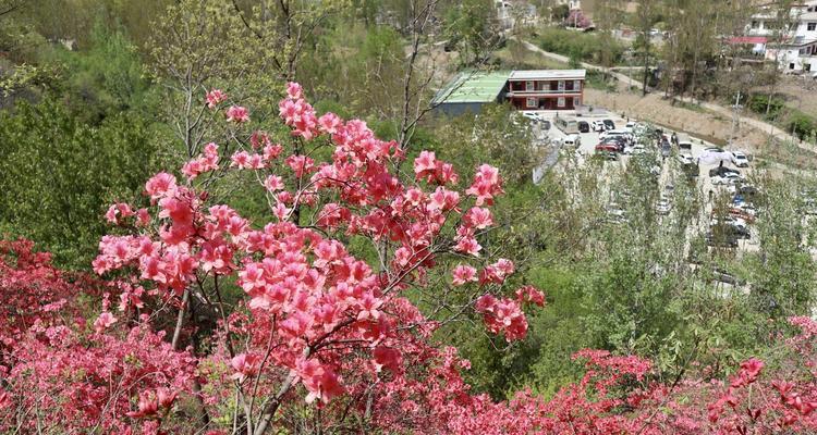 杜鹃花的开花习性（一年开几次？如何照顾？）