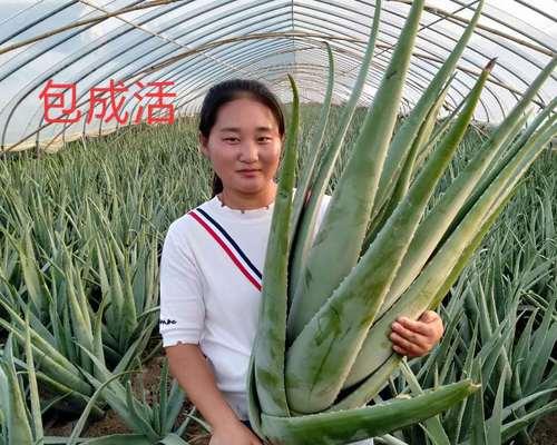 芦荟的栽培与管理（打造自己的芦荟园，从这里开始）