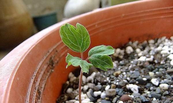 探究植物种子繁殖的奥妙（种子繁殖的多样性及其对生态系统的影响）