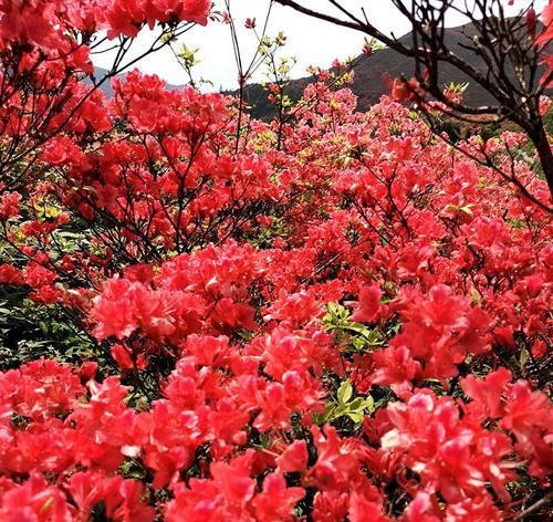 杜鹃花的花语和寓意（探究杜鹃花在文化中的象征意义）