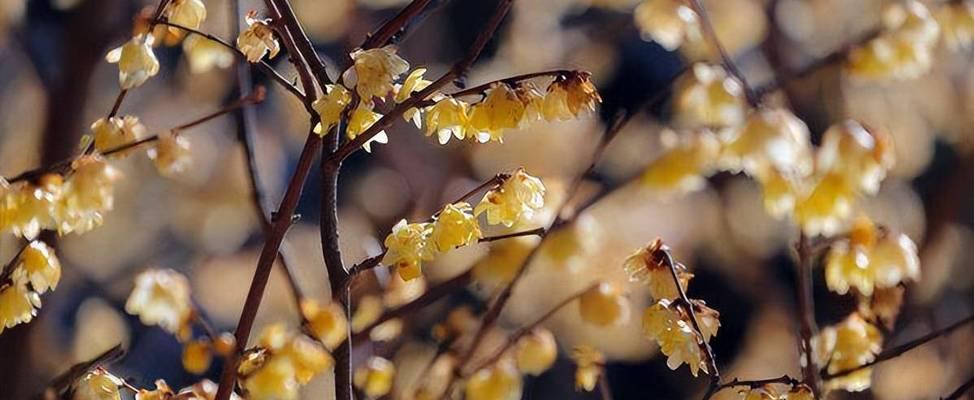 送礼佳选——腊梅的花语与象征（让芬芳满溢心间，美好祝愿送给心仪之人）