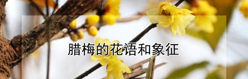 送礼佳选——腊梅的花语与象征（让芬芳满溢心间，美好祝愿送给心仪之人）