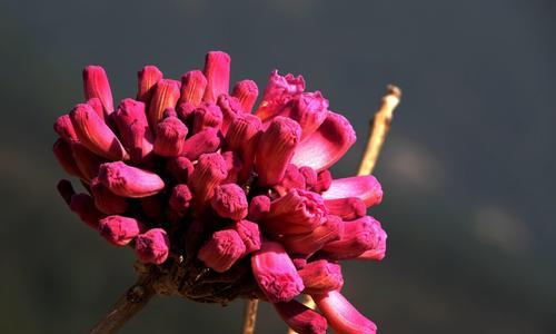 紫花风铃木花语（解读紫花风铃木的花语，了解它的含义及象征意义）