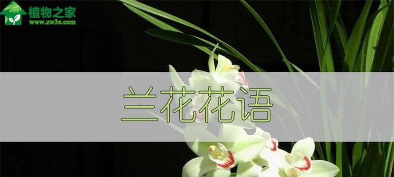 兰花花语与寓意（揭开兰花背后的文化内涵）