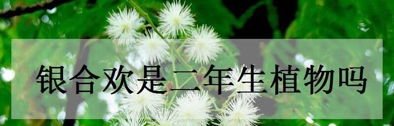 银合欢之美——传说和花语（探寻银合欢的神话和象征意义，领略它独特的美丽之处）