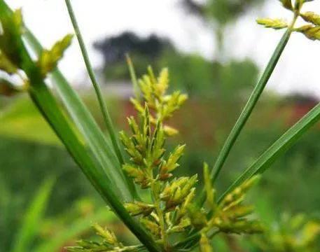 三轮草花语，传递心意（揭示三轮草背后的丰富文化内涵）