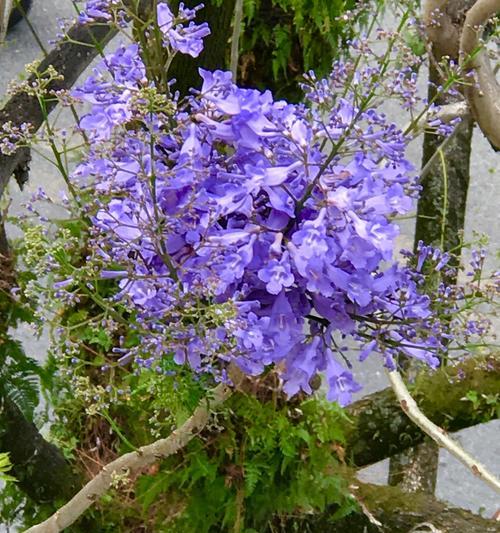 蓝楹花花语的含义（解读蓝楹花的美丽与神秘）