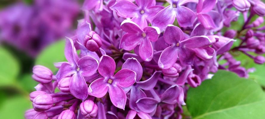 紫色丁香的花语（探究丁香花语的深层含义）