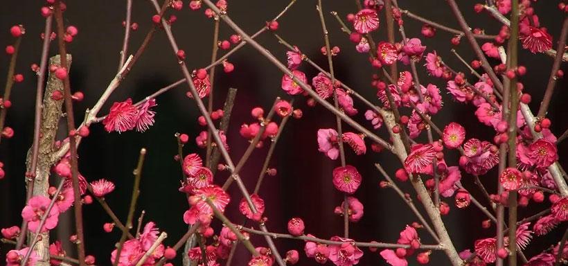 梅花花语的象征意义（探究梅花的文化内涵）