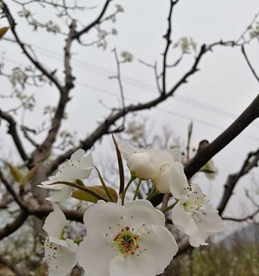 梨花，婉约之美（探究梨花的花语及象征意义）