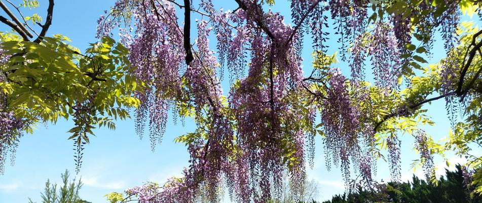 解密紫藤花的花语与寓意（了解紫藤花的8个含义，传递不同情感）