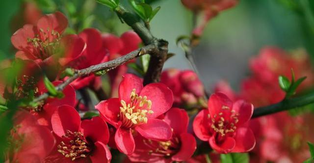 秋海棠——耐寒、高贵的花卉（以“忠诚”为代表的秋海棠花语）