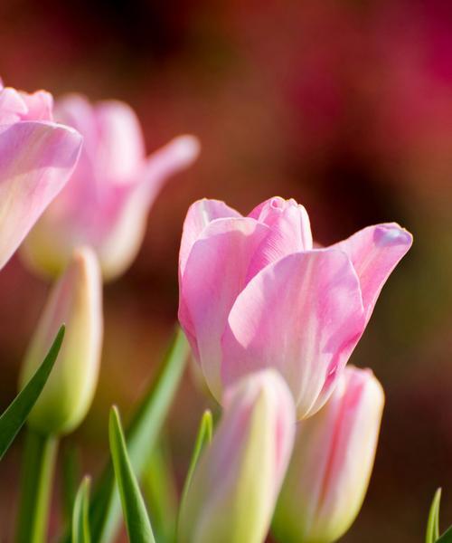 探秘郁金香花语（鲜花语言，传递真情）