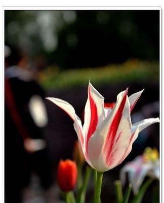 郁金香花语及图片欣赏（探究郁金香的花语与美丽图片）