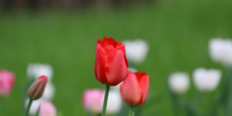 郁金香花语及图片欣赏（探究郁金香的花语与美丽图片）