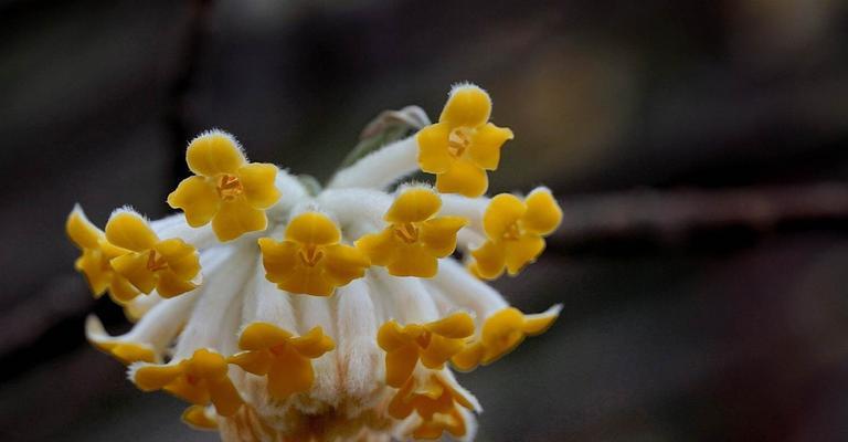 结香花语及其传说故事（传承千年的爱情与希望）