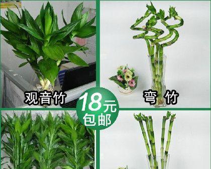 怎样种植富贵竹（学习种植技巧，轻松拥有绿色祥瑞）