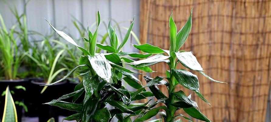 怎样种植富贵竹（学习种植技巧，轻松拥有绿色祥瑞）