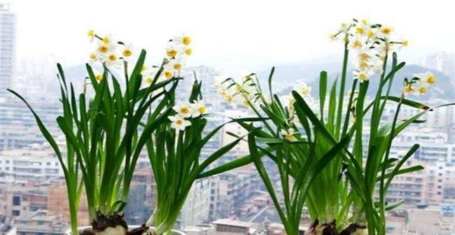 水仙花种植全攻略（从选种到开花，教你轻松种出美丽水仙花）