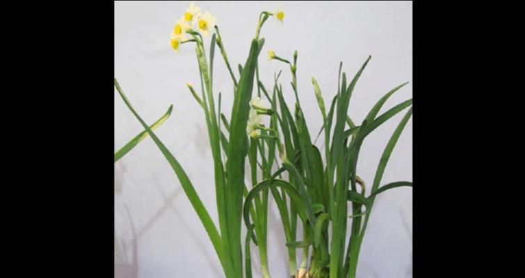 水仙花种植全攻略（从选种到开花，教你轻松种出美丽水仙花）