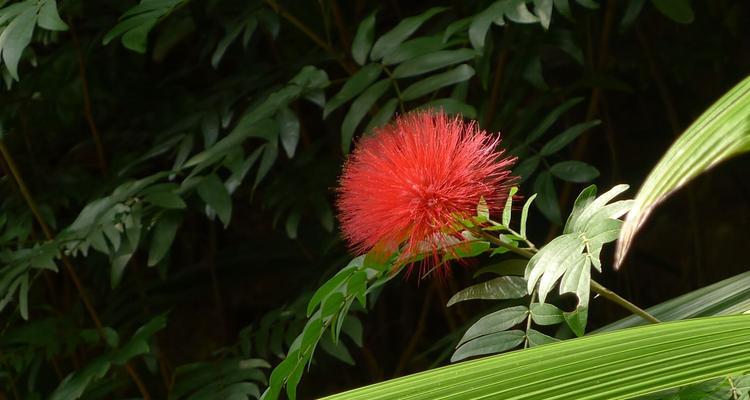 广州市市花——白玉兰（探寻白玉兰的历史与魅力）