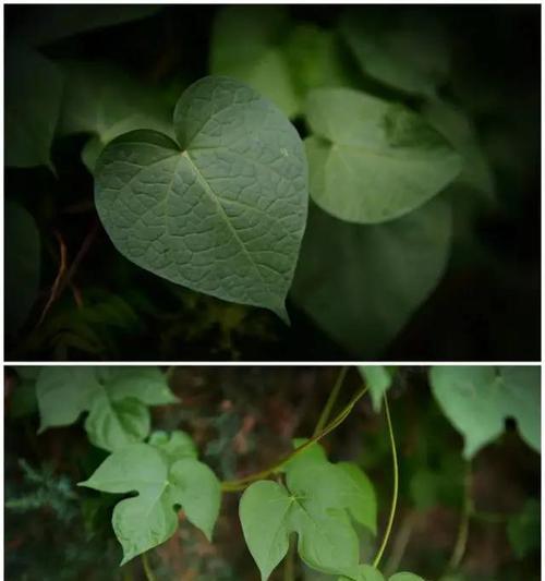 牵牛花叶子的形状特点（揭开牵牛花叶子的神秘面纱——形状特征分析）