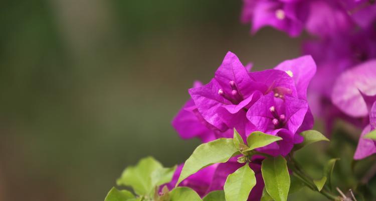 杜鹃花和三角梅的区别（对比鲜花的颜色、形状和开花季节）