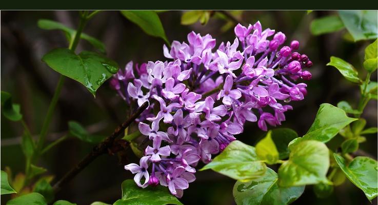 令人陶醉的丁香花（从色彩、形态到寓意，一一揭开丁香花的面纱）