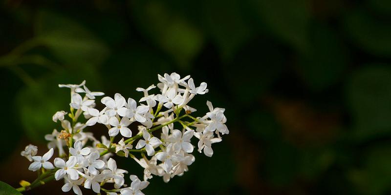 令人陶醉的丁香花（从色彩、形态到寓意，一一揭开丁香花的面纱）