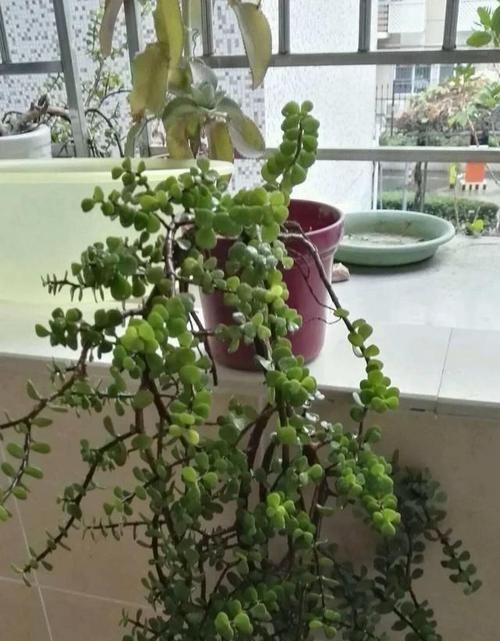 马齿苋树的种植和养护（打造美丽庭院，从马齿苋开始）