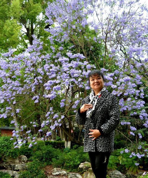 蓝花楹的花期有多长时间？（探究蓝花楹的开花时间、花期及护理方法）