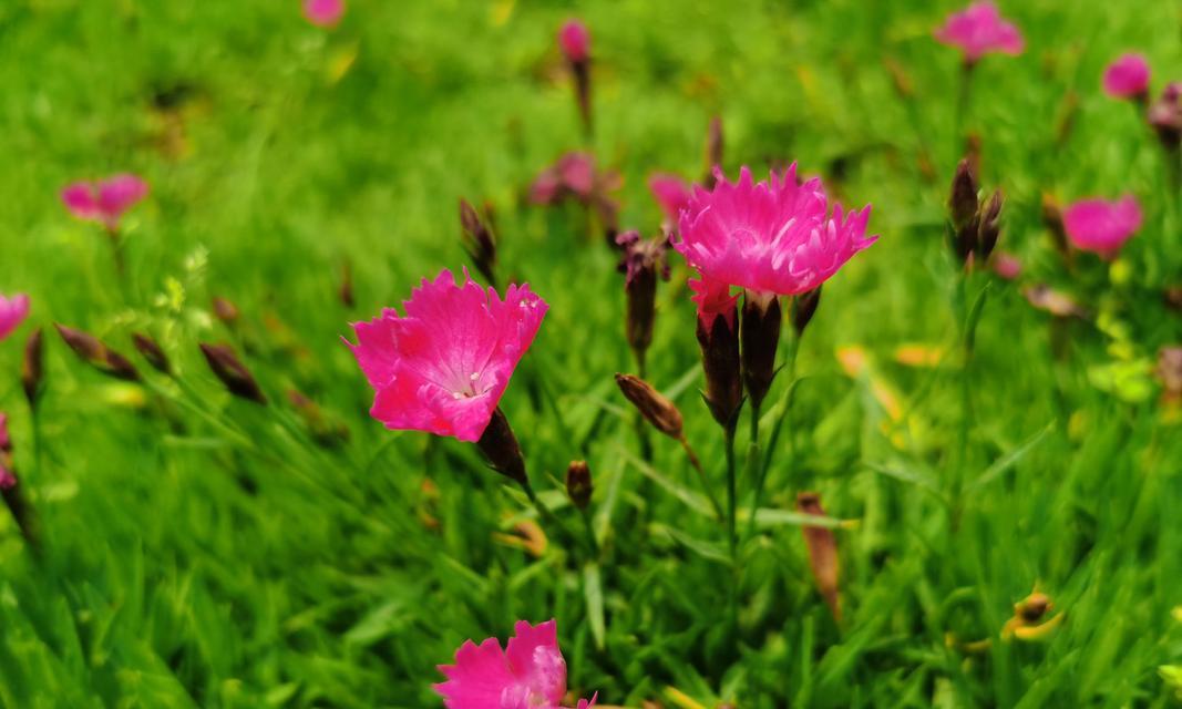 石竹花苗的养护（打造美丽花坛，从石竹花苗开始）