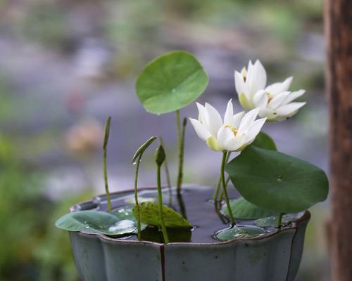 荷花水培的水换需求（荷花水培如何换水和频率）