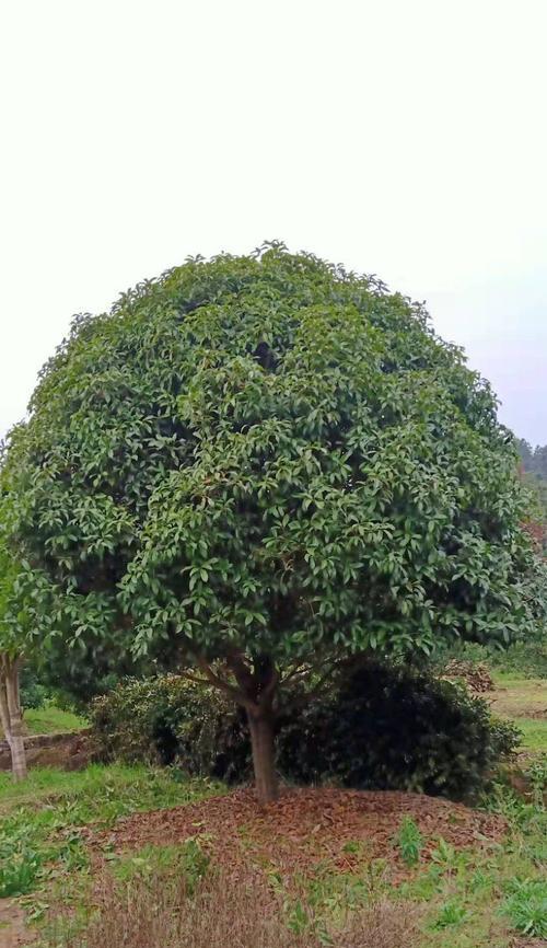 认识树的多样性——探究不同种类树木的特点（了解各类树木的形态、生态习性和应用价值）