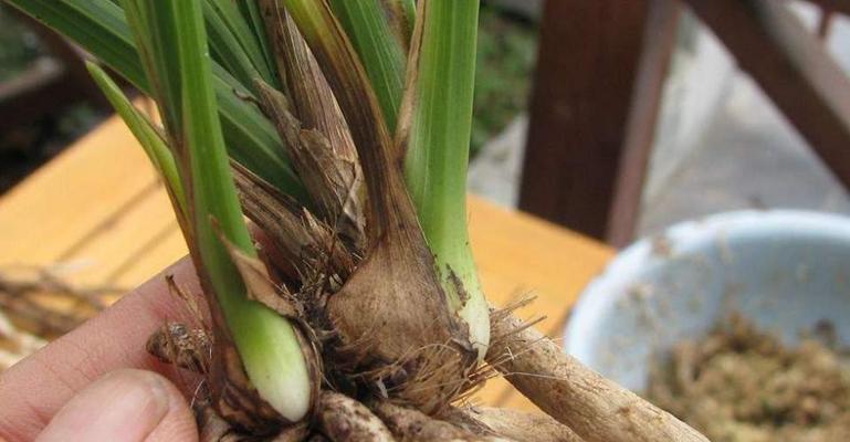 兰花种植全攻略（详细介绍兰花种植方法及注意事项）