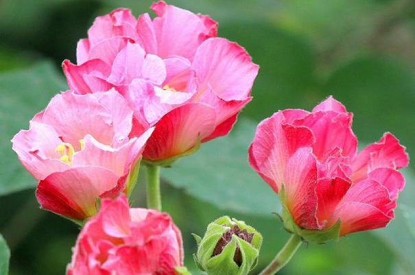 芙蓉花的象征意义（探寻芙蓉花对人类文化的重要意义）