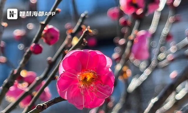 梅花开放的季节是什么时候？（探寻梅花的开放规律，揭秘其优美之美）