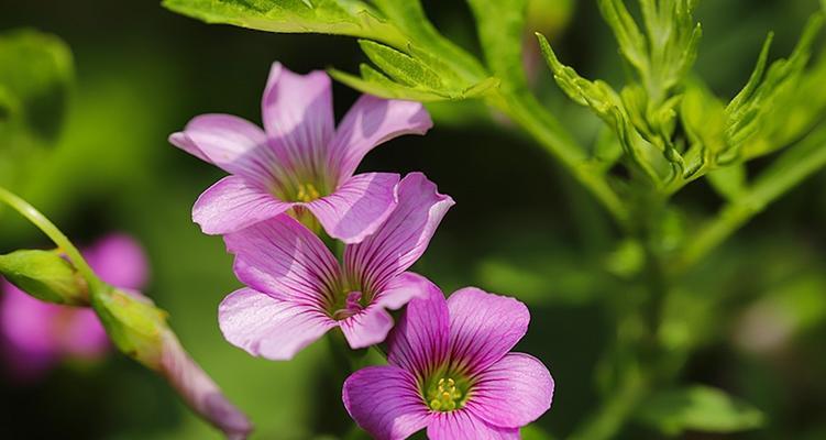 红花酢浆草花期长达三个月，美不胜收（花期长、花色美、适应性强——红花酢浆草的魅力）