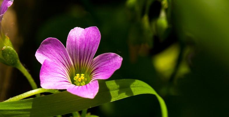 红花酢浆草花期长达三个月，美不胜收（花期长、花色美、适应性强——红花酢浆草的魅力）