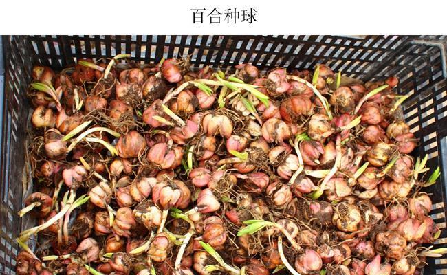 郁金香根茎球的种植方法（打造美丽花园，从郁金香开始）