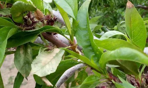 如何种植健康的桃树？（掌握正确的时间和方法，让您的桃树茁壮成长）