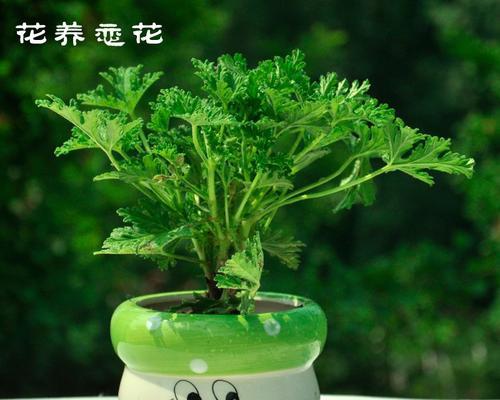 驱蚊草的分类与特点（探秘不同类型驱蚊草的神奇功效）