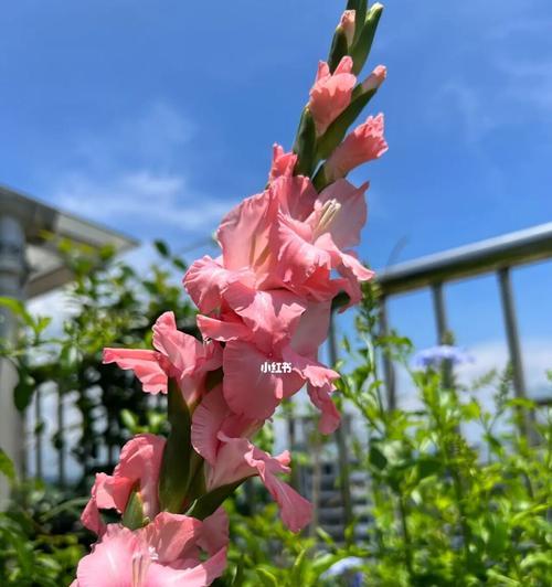 剑兰绽放四季——它的美妙从不间断（剑兰的开花周期及生长习性）