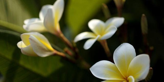 鸡蛋花花语（一朵寓意丰富的花——鸡蛋花）