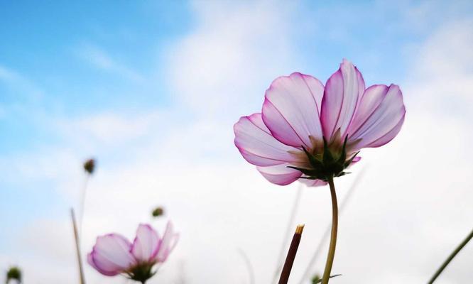 格桑花，胜景之王（探究格桑花的花语及文化内涵）