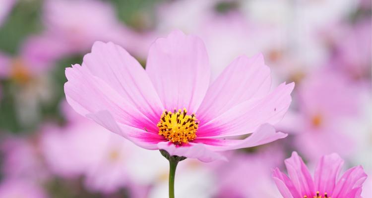 格桑花，胜景之王（探究格桑花的花语及文化内涵）