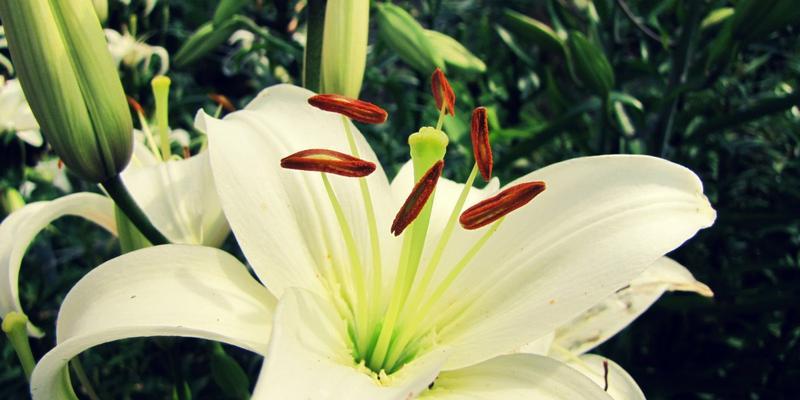 百合花语传递的真情与美好（探秘百合花语的含义和传承，感受花之语言带来的情感温度）