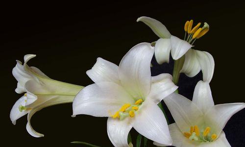 百合花语传递的真情与美好（探秘百合花语的含义和传承，感受花之语言带来的情感温度）